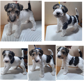 Cuccioli di Fox Terrier con pedigree