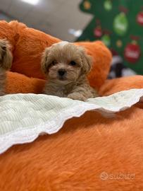 Maltipoo toy