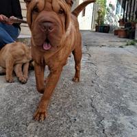Femmina sharpei