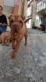 Femmina sharpei
