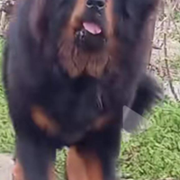 Mastino Tibetano