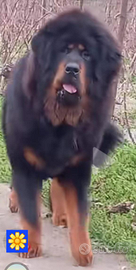 Mastino Tibetano