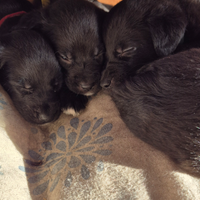 Cuccioli taglia media