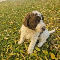 Cuccioli Lagotto Romagnolo