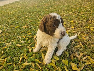 Cuccioli Lagotto Romagnolo