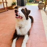 Maschio giovane Border Collie per monta