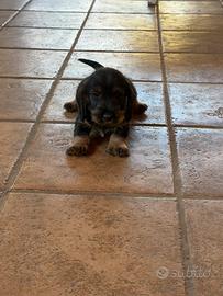 Cuccioli di bassotto tedesco a pelo duro