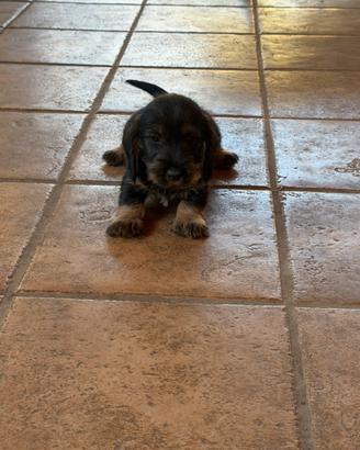 Cuccioli di bassotto tedesco a pelo duro