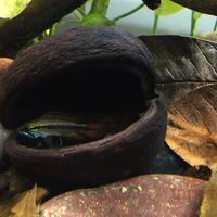 Arredo acquario terrario - noce di badam