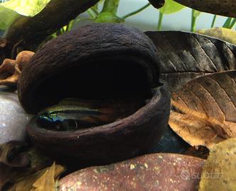 Arredo acquario terrario - noce di badam