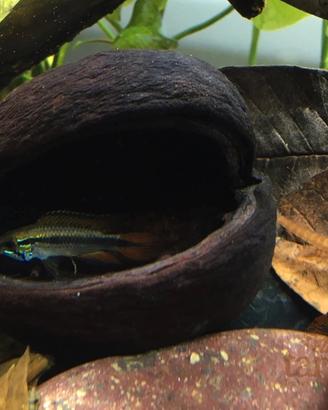 Arredo acquario terrario - noce di badam