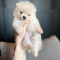 Volpino Spitz pomerania