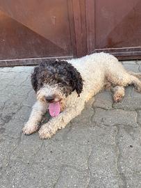 Lagotto per monta