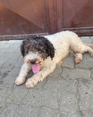 Lagotto per monta