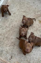 Cuccioli Pitbull