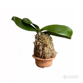 Kokedama Mini Phalenopsis (fiore color tramonto)