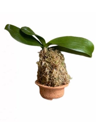 Kokedama Mini Phalenopsis (fiore color tramonto)