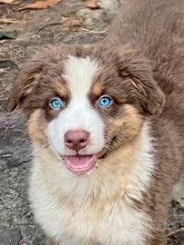 Australian Shepherd pastore australiano pedigree