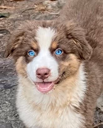 Australian Shepherd pastore australiano pedigree