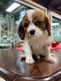 Cavalier King Cucciolata in arrivo a luglio