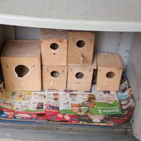 nido per cocorite/diamantini