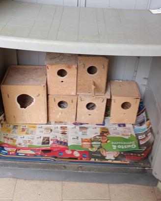 nido per cocorite/diamantini