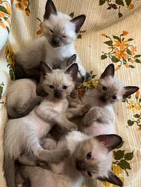 Ultimi cuccioli gatti siamesi Thai