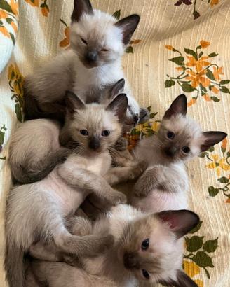 Ultimi cuccioli gatti siamesi Thai