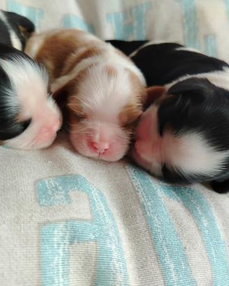 Cavalier king con pedigree
