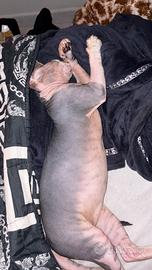 Sphynx monta
