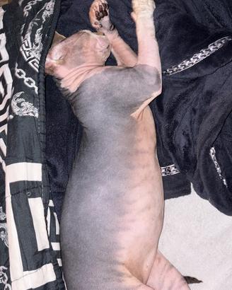 Sphynx monta