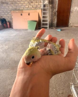 Inseparabili da imbecco