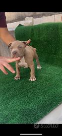 Pitbull Ukc
