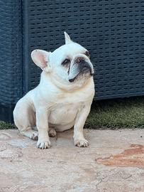 Bulldog francese portatrice fluffy