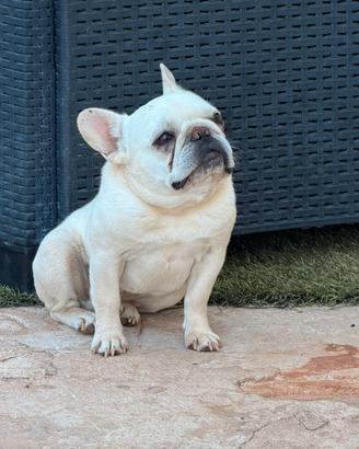 Bulldog francese portatrice fluffy