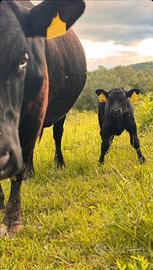 Vitelli maschi black Angus