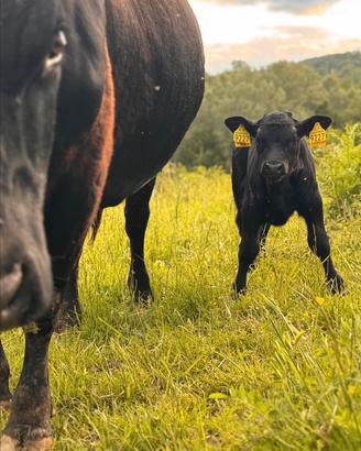 Vitelli maschi black Angus