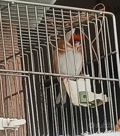 Cardellina mayor 2025