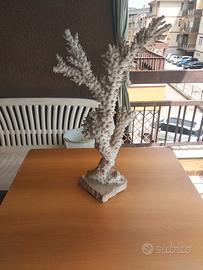 Corallo bianco