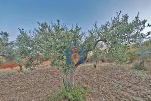 Selinunte Terreno Agricolo