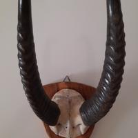 Coppia di Corna di Gazzella