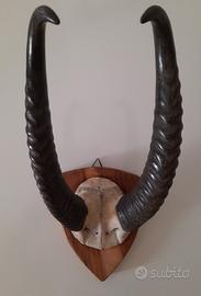 Coppia di Corna di Gazzella