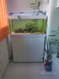 acquario 