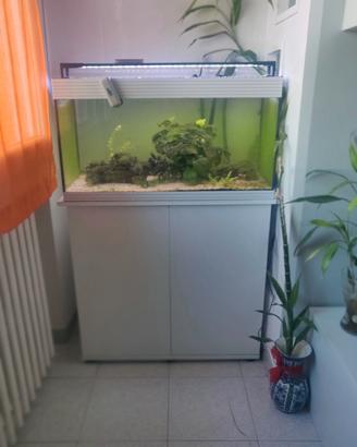 acquario 