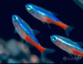 Pesce neon - PROMOZIONE n. 30 x 25