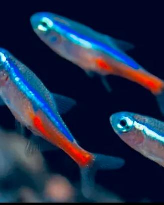 Pesce neon - PROMOZIONE n. 30 x 25