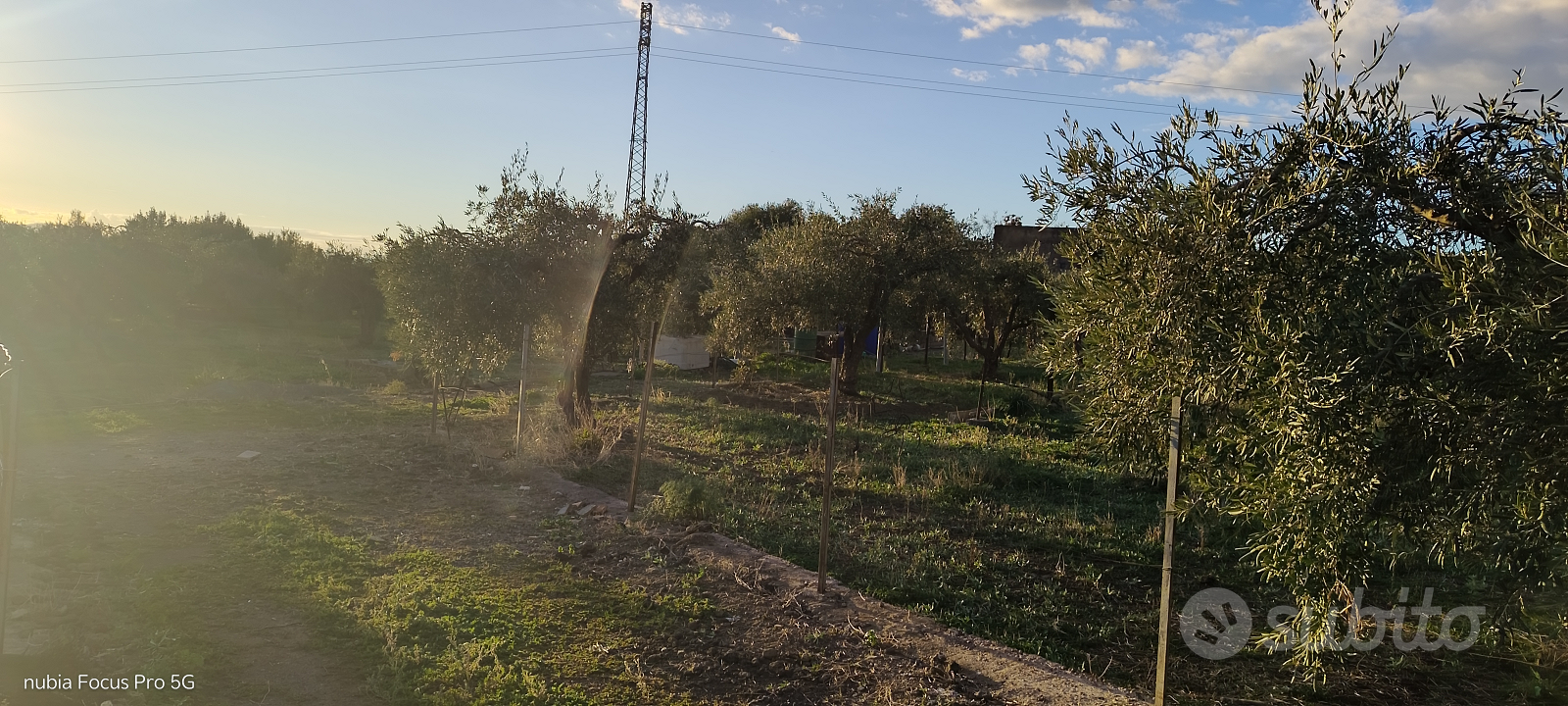 Uliveto recintato - Vista 5