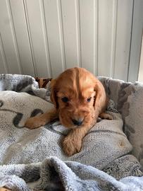 Cucciolo cocker spaniel