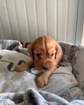 Cucciolo cocker spaniel