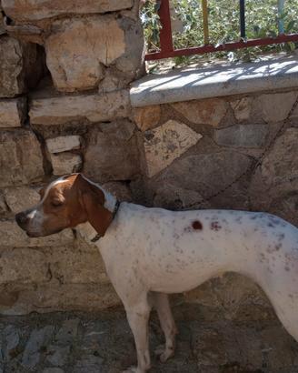Cane da caccia pointer
